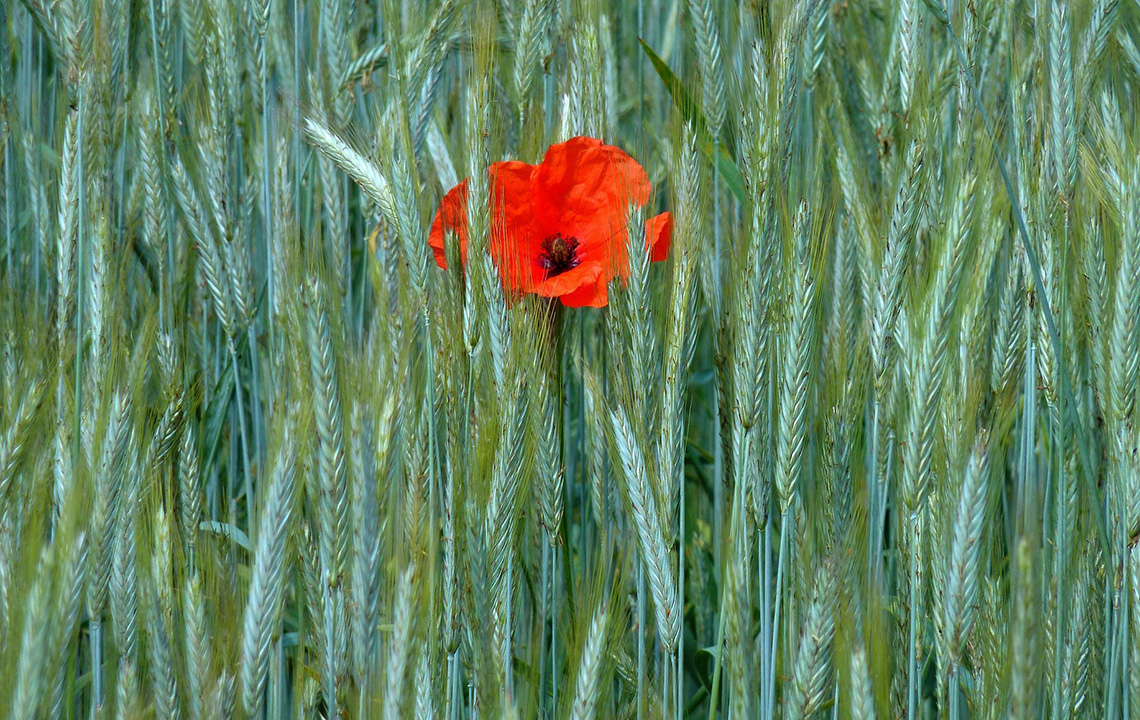 Mohn im Roggen Bestand hafer