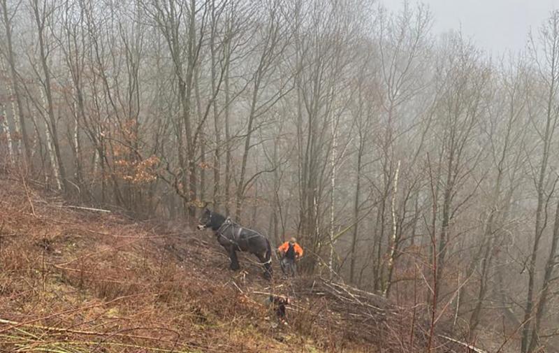 Räumarbeiten am &quot;Grünen Band&quot; bei Bornhagen im Eichsfeld durch den Landwirtschaftsbetrieb Riethmüller