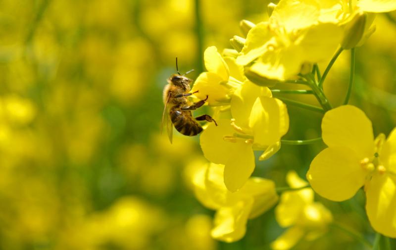 Fachsymposium zu Imkerei und Landwirtschaft