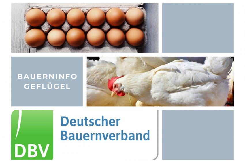 DBV Bauerninfo Geflügel 18-2025