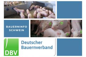 Bauerninfo Schwein 42/2025
