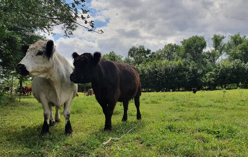 PORTIA: Anleitung zur Korrektur und Einreichung der Tierliste