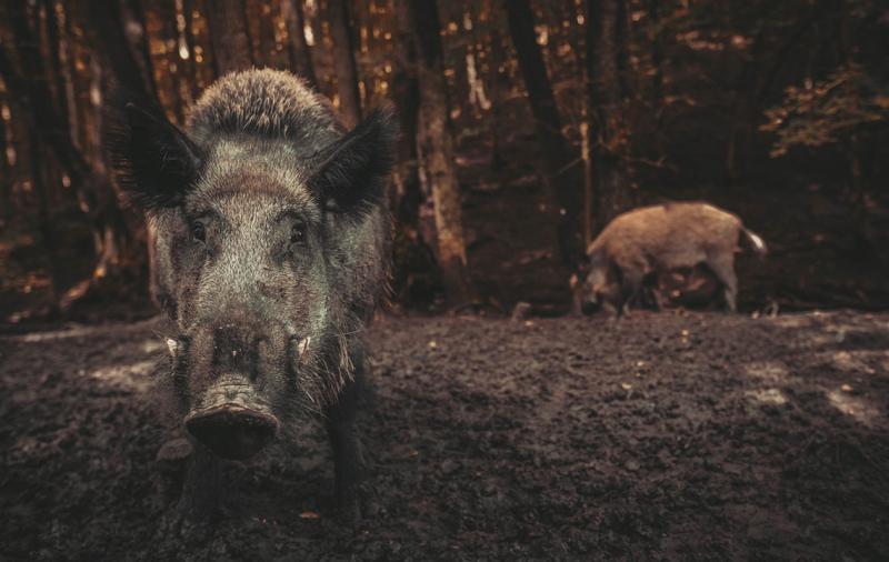 Besichtigung der Sauenfänge im Nationalpark Hainich