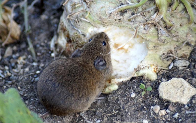 Austausch zur Feldmausproblematik
