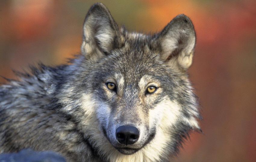Entwurf des neuen Wolfmanagementplans vorgestellt
