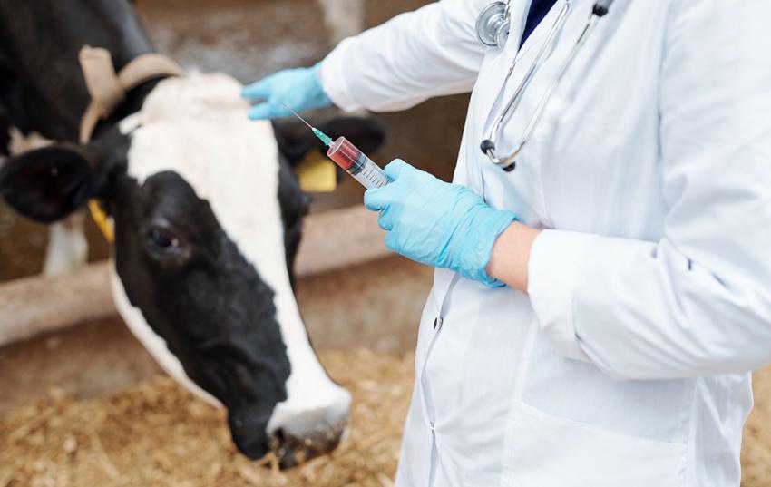 Gemeinschaftstagung von Tierärzten und Landwirten – Mehr Tierwohl wird gezielt ausgebremst