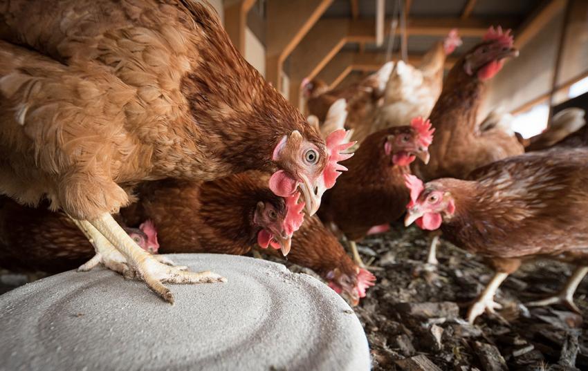 Geflügelpest in Thüringen: Übersicht über Regionen mit Aufstallpflicht