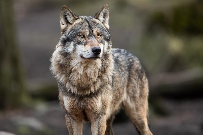 Neues Wolfsterritorium in Thüringen