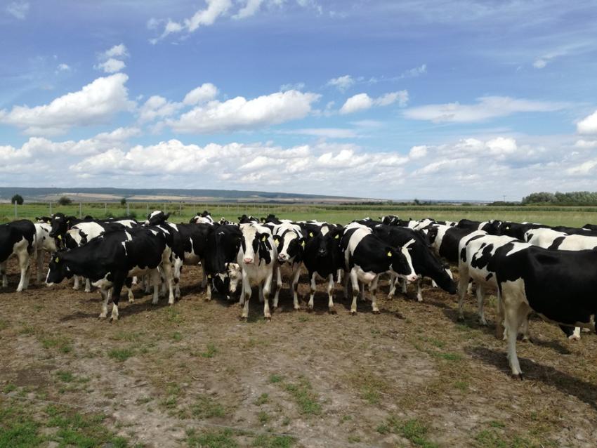 Neues Antragsverfahren für Thüringer Tierwohlförderung gestartet