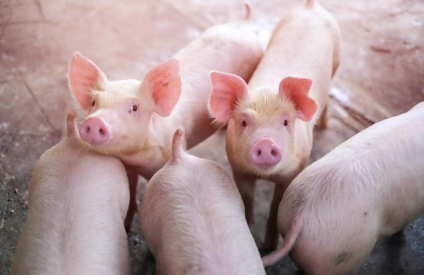Thüringer Tierwohlförderung: Tierhaltende Betriebe mit 3,5 Millionen Euro unterstützt