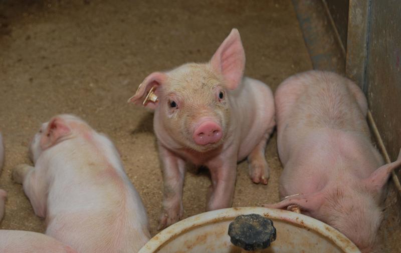 Medieneinladung: Thüringer Schweinegipfel in Waltershausen