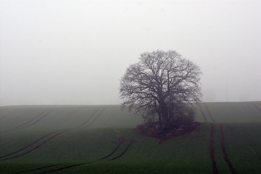 Übervolle Güllelager: Ausnahmen zur Ausbringung bei akuten Kapazitätsproblemen gefordert