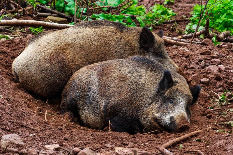 Afrikanische Schweinepest in Deutschland – erstmals Fall im Landkreis Uckermark