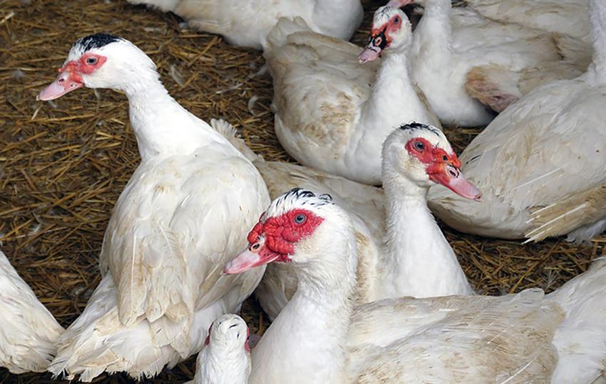 Weitere Geflügelpestfälle im Landkreis Greiz