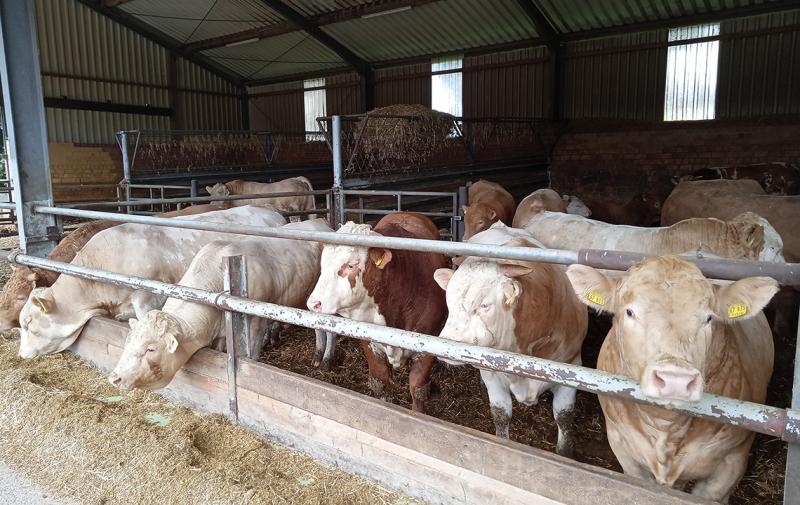 Fachausschuss Rindfleisch des Deutschen Bauernverbandes tagt zur Initiative Tierwohl Rind
