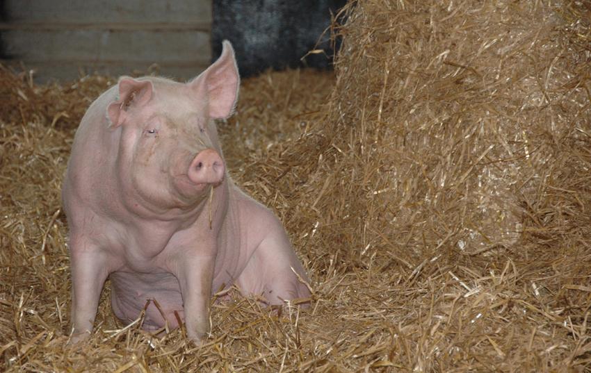 Preis der Tiergesundheit: Jetzt bewerben!
