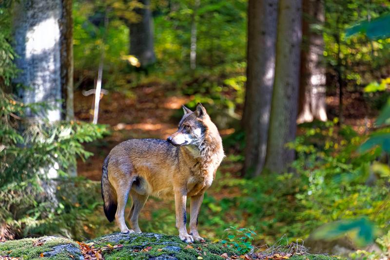 Bundesregierung meldet Wolfsbestand an EU-Kommission