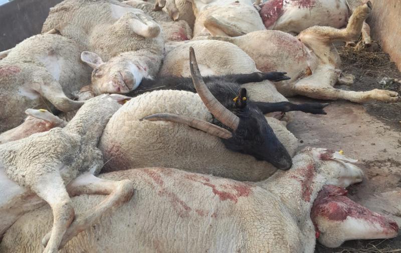 Medieninformation: Wolfsangriffe in Thüringen gehen weiter