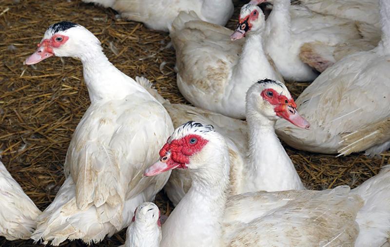 Geflügelpest im Landkreis Greiz nachgewiesen