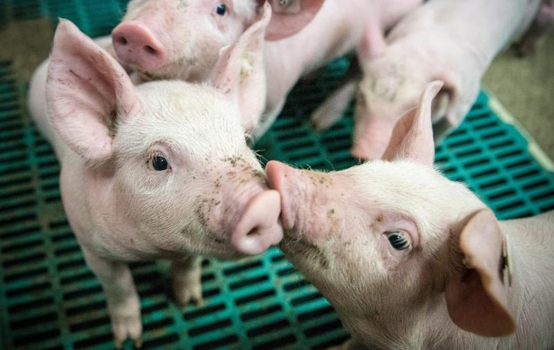 Auffrischung der Sachkunde zur Isoflurannarkose